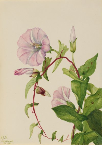 Hedge Bindweed Calystegia Convolvulus sepium ، 1932. بواسطة ماري فو والكوت