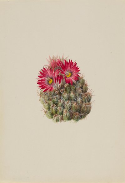 صبار القنفذ (Coryphantha arizonica) بواسطة ماري فو والكوت