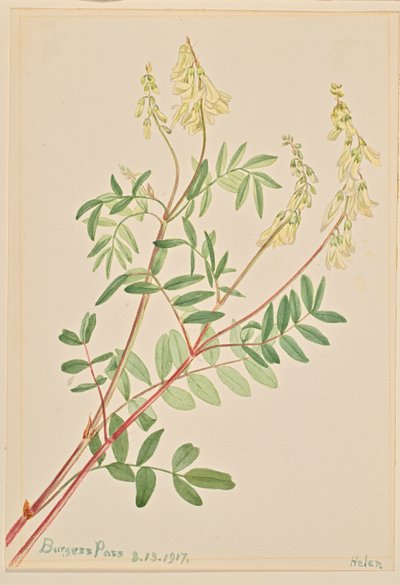 Hedysarum Hedysarum sulphurescens ، 1917 بواسطة ماري فو والكوت