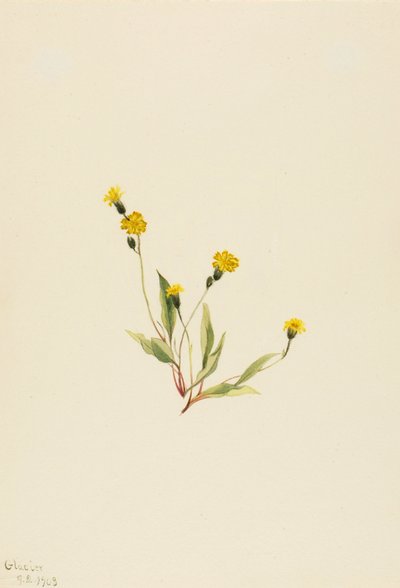 Heieracium gracile ، 1903. بواسطة ماري فو والكوت