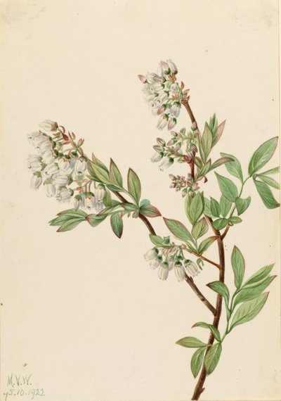 التوت الأزرق المرتفع (Vaccinium corymbosum) بواسطة ماري فو والكوت