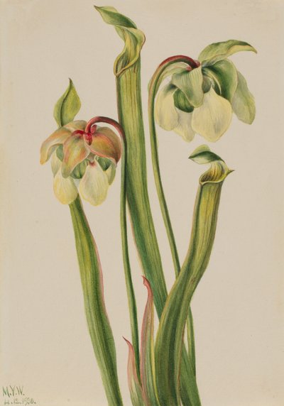 الهجين القاذف Sarracenia الصغرى ، 1930. بواسطة ماري فو والكوت