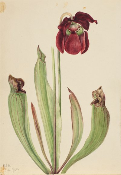 الهجين القارورة Sarracenia rubra xs purpurea venosa ، 1920. بواسطة ماري فو والكوت