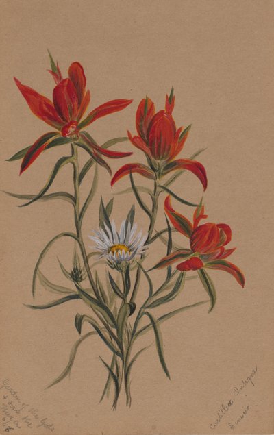 فرشاة الرسم الهندية Castilleja rhexifolia ، 1883. بواسطة ماري فو والكوت