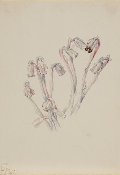الأنبوب الهندي Monotropa uniflora ، 1926. بواسطة ماري فو والكوت