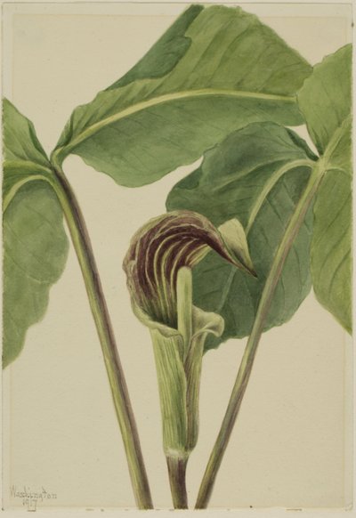 Jack-in-the-pulpit Arisaema triphyllum ، 1917. بواسطة ماري فو والكوت