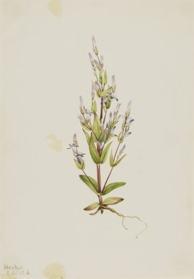 Ladder Gentian Acute Gentian ، 1916. بواسطة ماري فو والكوت