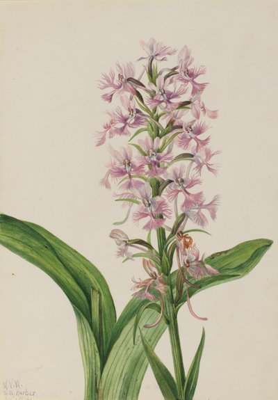 زهرة الأوركيد الأرجوانية الكبيرة ذات الحواف الأرجوانية (Habenaria grandiflora) بواسطة ماري فو والكوت