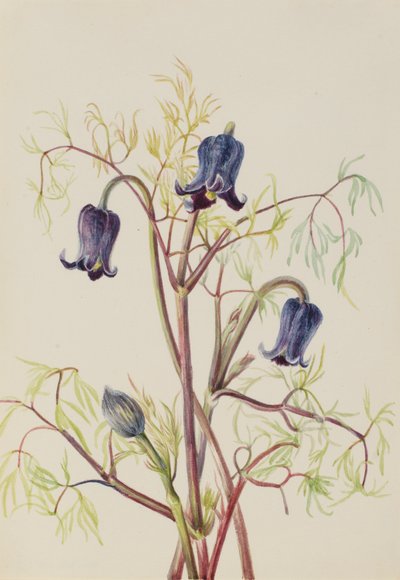 زهرة الجلد (Clematis hirsutissima) بواسطة ماري فو والكوت