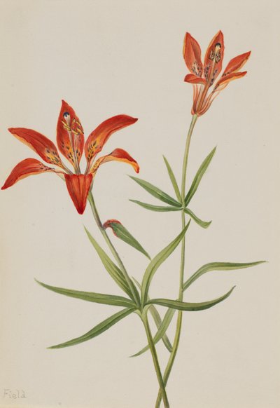 ليلي Lilium montanum ، كاليفورنيا. 1900-1920. بواسطة ماري فو والكوت