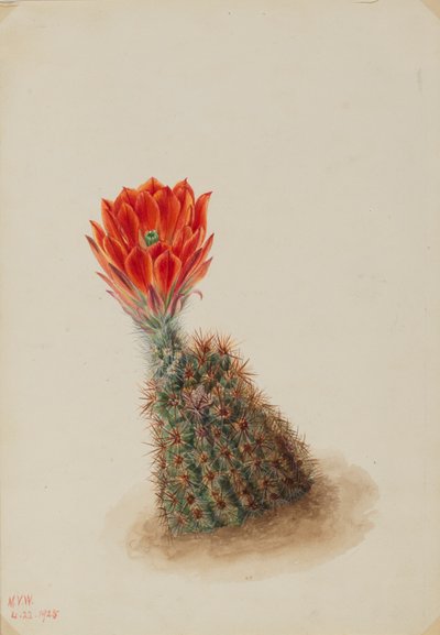 Lloyd's Strawberry Cactus Echinocereus lloydii ، 1925. بواسطة ماري فو والكوت