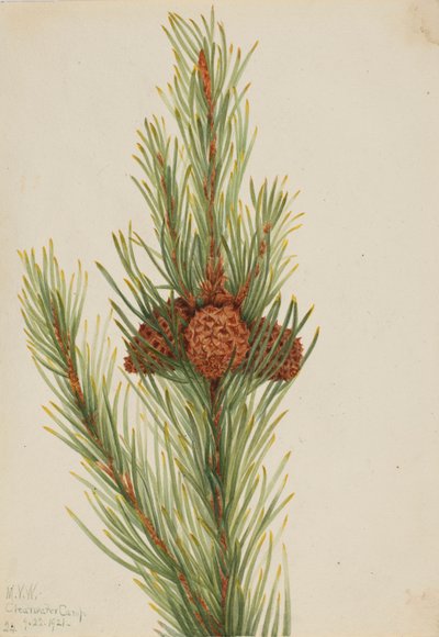 صنوبر اللودجبول (Pinus Contorta murrayana) بواسطة ماري فو والكوت