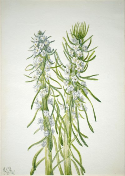 شمعة المنجم Oreocarya virgata ، 1937. بواسطة ماري فو والكوت