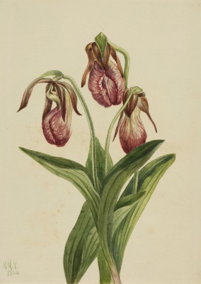 الخف زهرة Cypripedium acaule ، 1904. بواسطة ماري فو والكوت