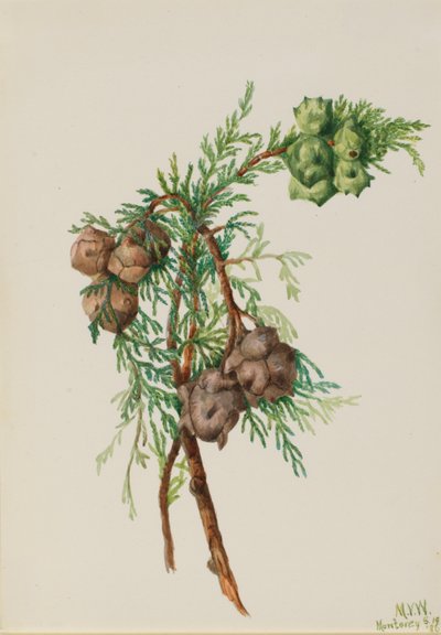 سرو مونتيري (Cupressus macrocarpa) بواسطة ماري فو والكوت