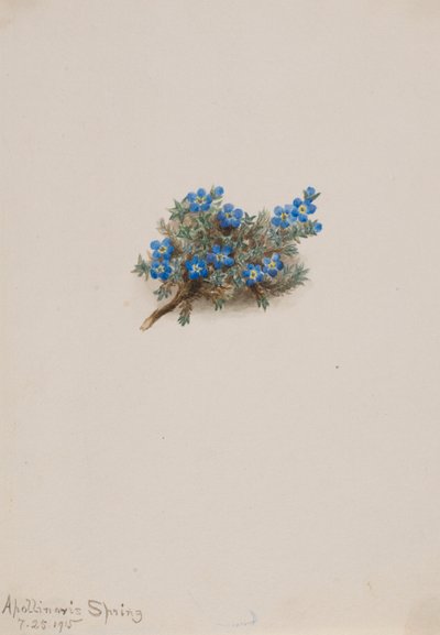 طحلب النسيان (Eritichum elongatum) بواسطة ماري فو والكوت
