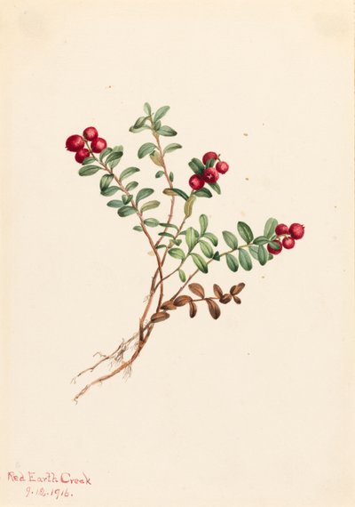جبل التوت البري Vaccinium vitisdaea ناقص ، 1916. بواسطة ماري فو والكوت