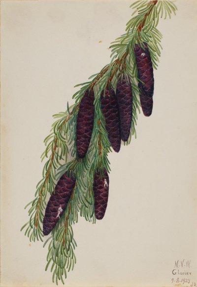 جبل Hemlock Tsuga mertensiana ، 1923. بواسطة ماري فو والكوت
