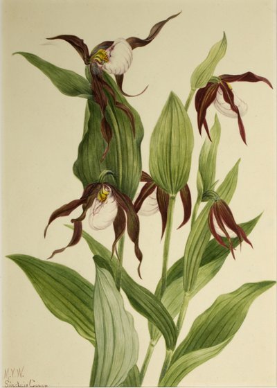 شبشب سيدة الجبل Cypripedium montanum ، 1923. بواسطة ماري فو والكوت