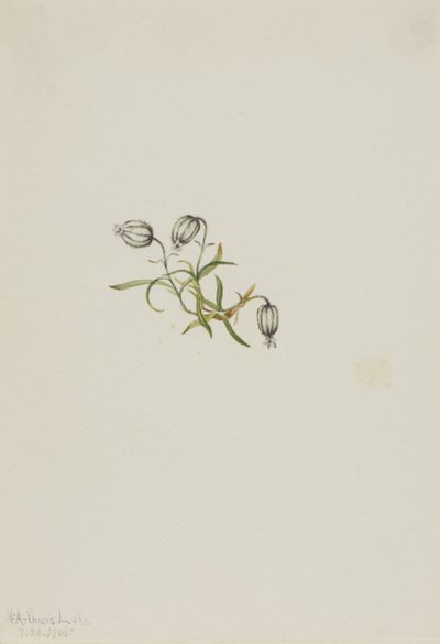 كامبيون الإيماء (Lychnis apetala) بواسطة ماري فو والكوت