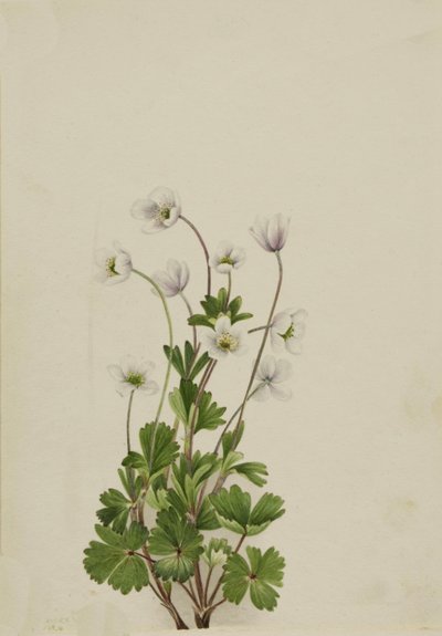 شقائق النعمان الشمالية parviflora ، 1924. بواسطة ماري فو والكوت