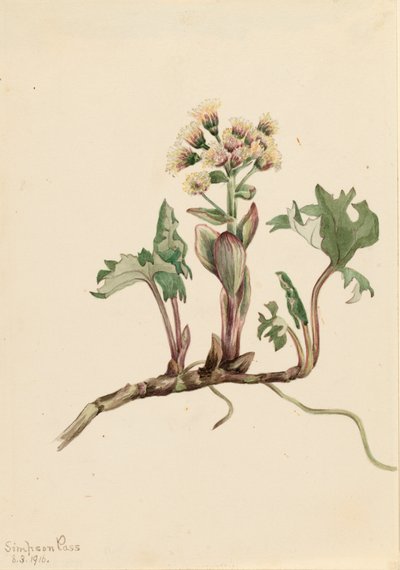 Northern Butterbur Petasites hyperboreus ، 1916. بواسطة ماري فو والكوت