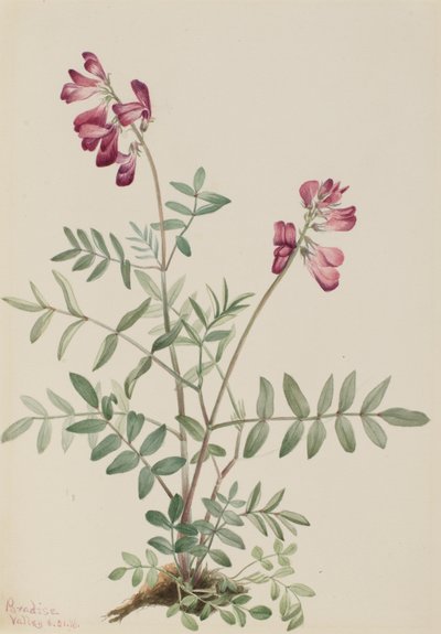 Hedysarum الشمالية Hedysarum boreale ، 1916 بواسطة ماري فو والكوت