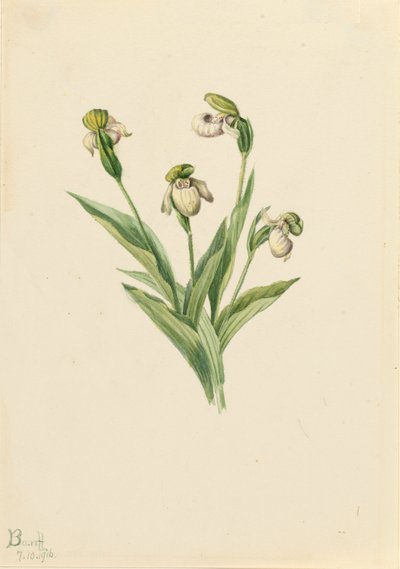 شبشب سيدة الشمال Cypripedium passerinum ، 1916. بواسطة ماري فو والكوت