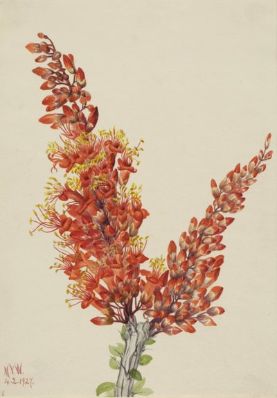 Ocotillo Fouquieria Splendens ، 1927. بواسطة ماري فو والكوت