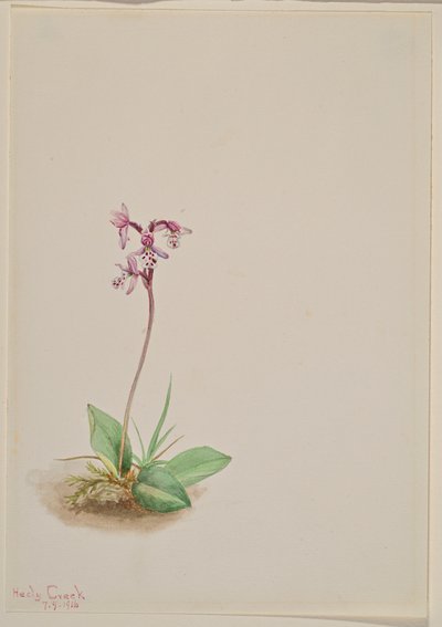 Orchis Orchis rotundifolia ، 1916. بواسطة ماري فو والكوت