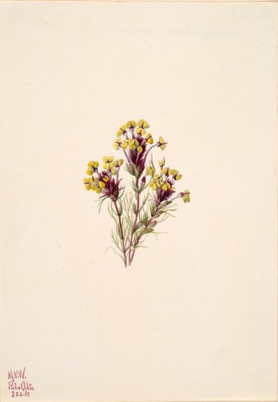 البومة البرسيم Orthocarpus erianthus ، 1935. بواسطة ماري فو والكوت