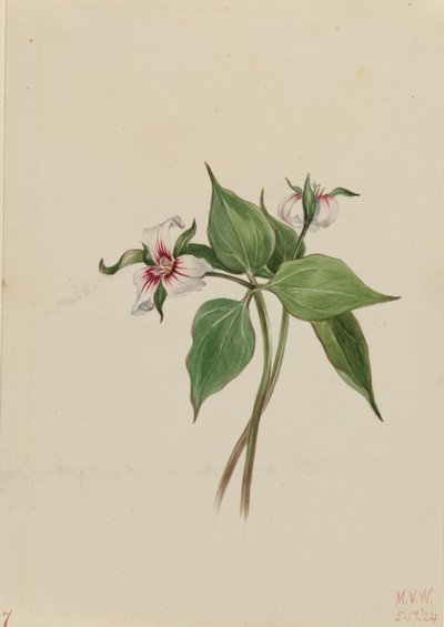 التريليوم الملون (Trillium undulatum) بواسطة ماري فو والكوت