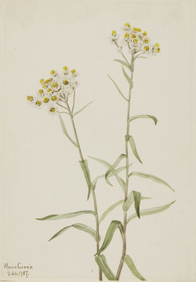 بيرل الأبدية Anaphalis margaritacea ، 1917. بواسطة ماري فو والكوت
