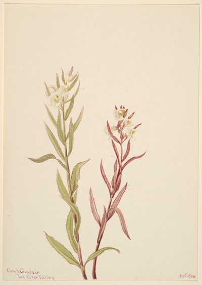Pedicularis raremosa ، 1904. بواسطة ماري فو والكوت