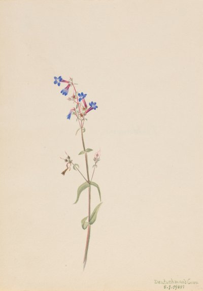 Pentstemon Pentstemon procerus، 1905. بواسطة ماري فو والكوت