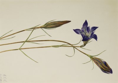 Pinebarren Gentian Gentiana Porphyrio ، 1923 بواسطة ماري فو والكوت