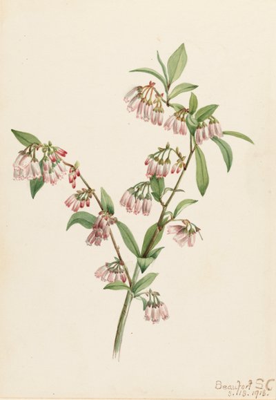 Pineland Blueberry Vaccinium tenellum ، 1918. بواسطة ماري فو والكوت
