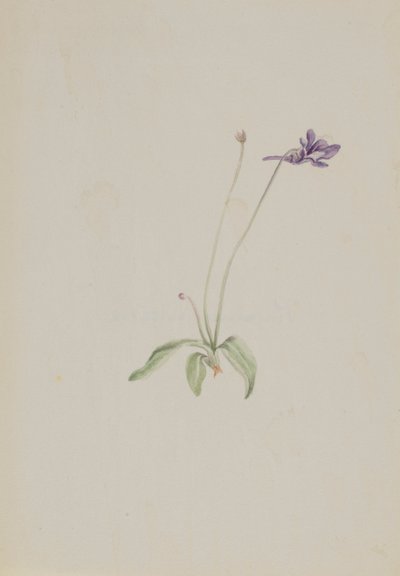 Pinguicula vulgaris ، كاليفورنيا. أوائل الثلاثينيات. بواسطة ماري فو والكوت