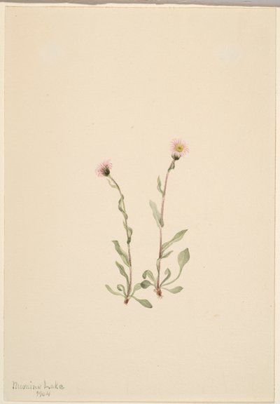 الرجلة الوردية (Erigeron jucundus) بواسطة ماري فو والكوت