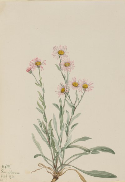 الوردي Fleabane Erigeron caespitosus ، 1921. بواسطة ماري فو والكوت