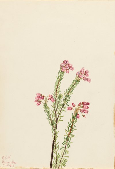 هيذر الجبل الوردي (Phyllodoce empetriformis) بواسطة ماري فو والكوت