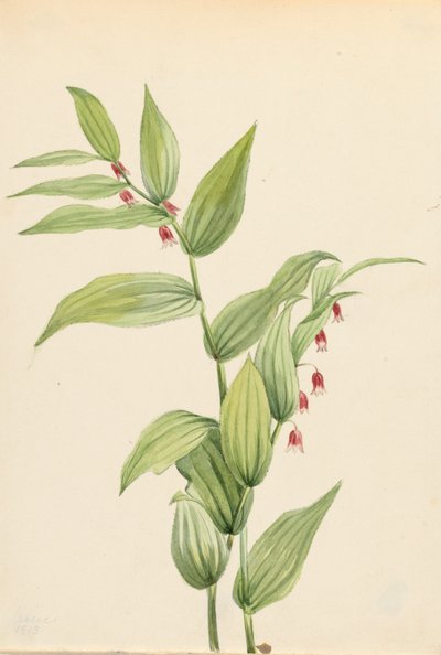 منحنيات Streptopus Streptopus الملتوية الوردي الملتوية ، 1913. بواسطة ماري فو والكوت
