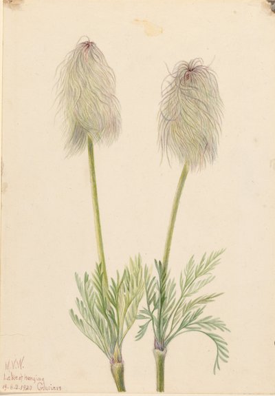 شقائق النعمان العمودية (Pulsatilla occidentalis) بواسطة ماري فو والكوت