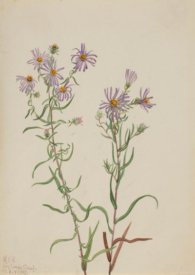 Prairie Aster Aster campestris ، 1923. بواسطة ماري فو والكوت
