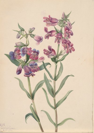 البراري Pentstemon Pentstemon erianthera ، 1923. بواسطة ماري فو والكوت