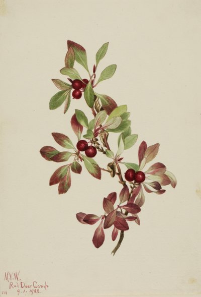 Ptarmiganberry Arctous alpina ، 1922. بواسطة ماري فو والكوت