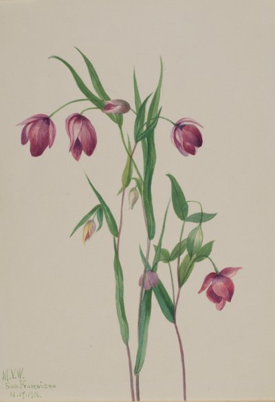 فانوس الجنية الأرجواني Calochortus anoenum ، 1936. بواسطة ماري فو والكوت