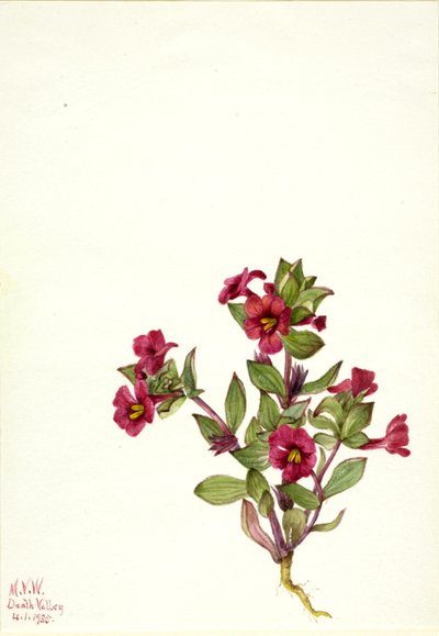 زهرة القرد الأرجواني (Mimulus bigelovii) بواسطة ماري فو والكوت