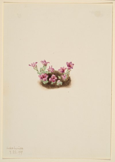 الساكسفراج الأرجواني (Saxifrage oppositifolia) بواسطة ماري فو والكوت