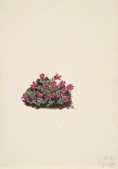 أرجواني Saxifrage Saxifraga Oppitifolia ، 1924. بواسطة ماري فو والكوت
